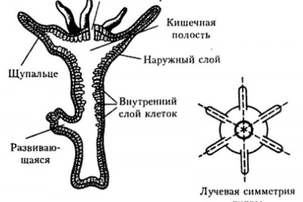 Kra48.cc